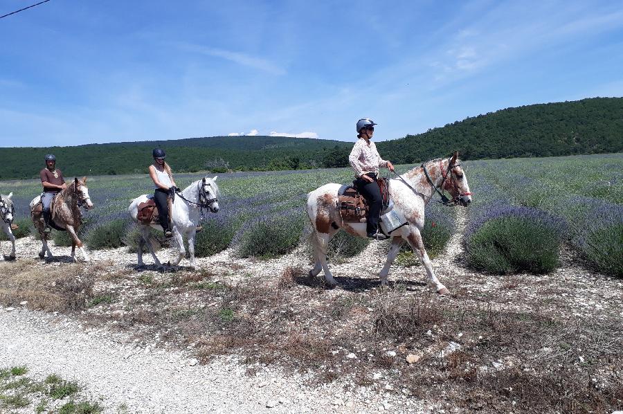 Sjour questre Alpes de Haute-Provence Provence photo 6