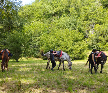 Cheval Nomad'   Dordogne