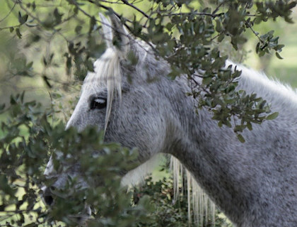 Cheval Enjeu  <em>84160 Vaugines</em> Vaucluse
