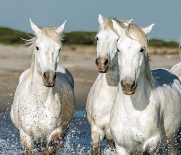 Ranch La Camargue  <em>34340 Marseillan-Plage</em> Hrault