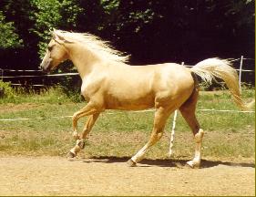 http://www.terre-equestre.com/cheval/image/13464.jpg