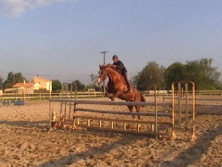 Etalon Cheval Origine constate  Tarascon dans les Bouches-du-Rhne photo 2