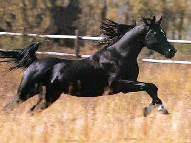 2464