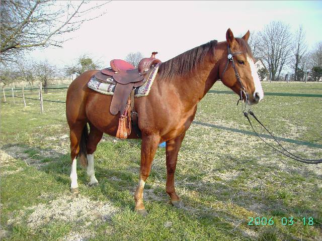 Ligne de fente pour cheval, ligne de fente pour cheval, ligne