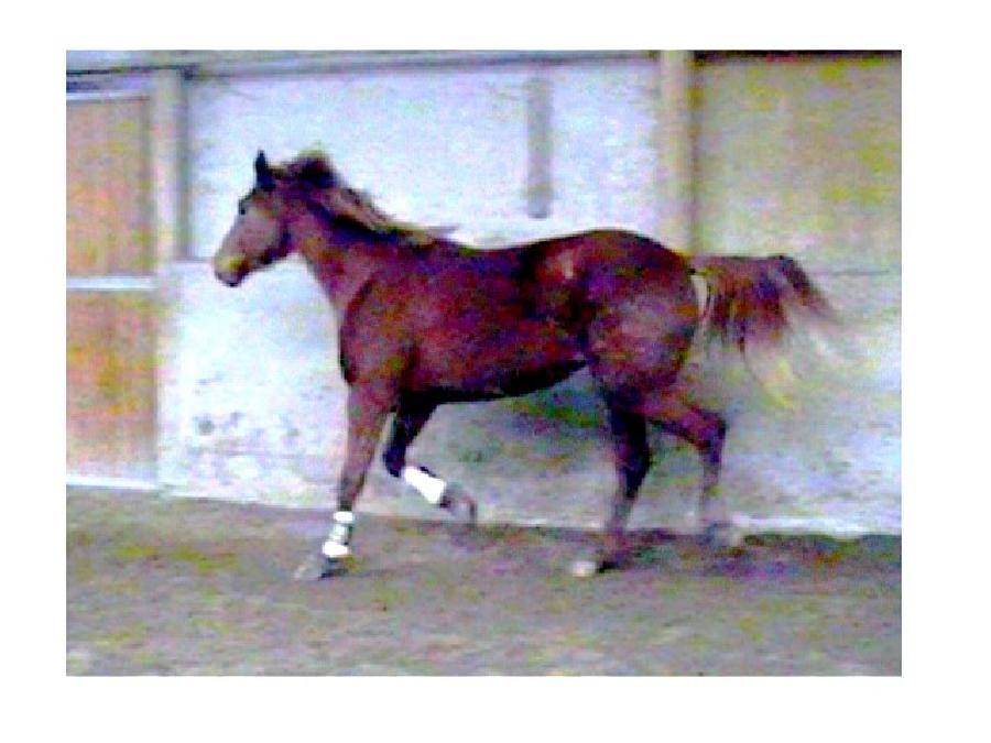 Poney Poney franais de selle  vendre Tarascon dans les Bouches-du-Rhne photo 2