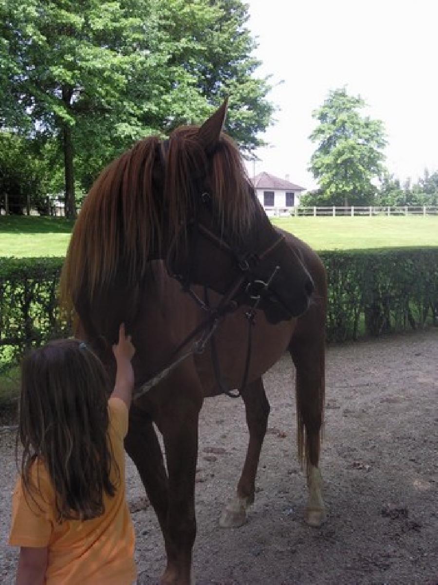 Etalon Cheval Arabe  Saint-Genest-sur-Roselle en Haute-Vienne photo 2