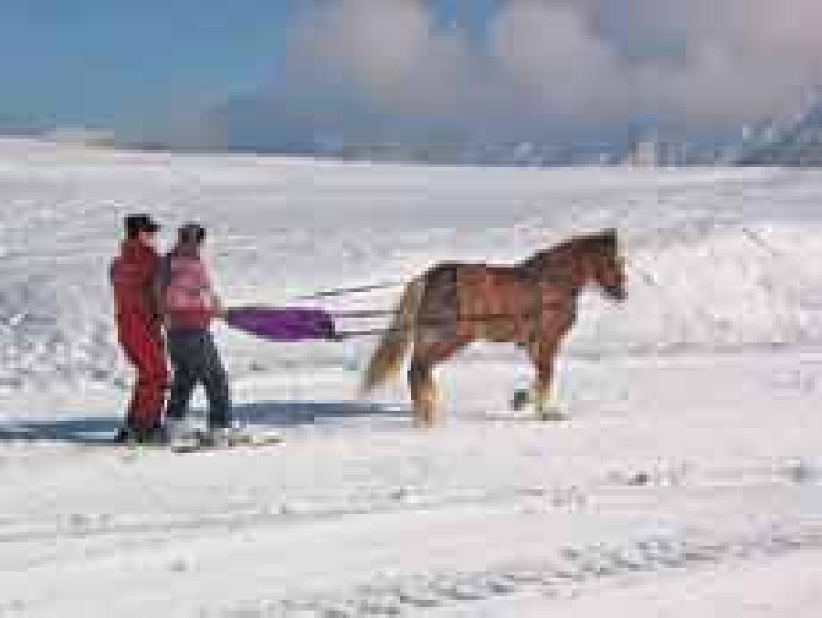 Sjour questre Savoie PNR du Massif des Bauges photo 3