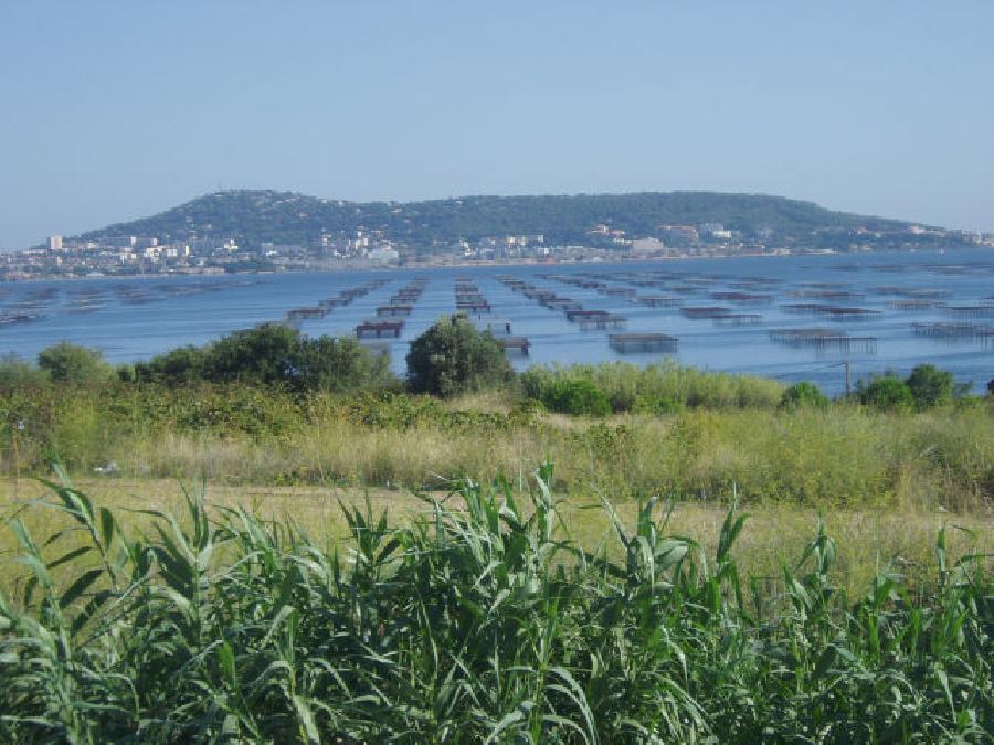 Randonnée équestre Hérault Languedoc