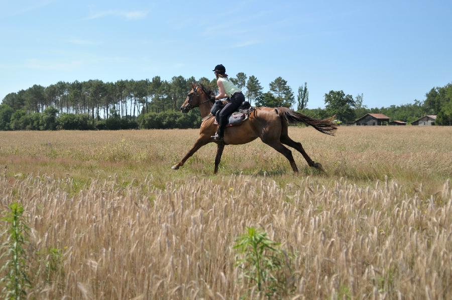 Randonne questre Landes  photo 4