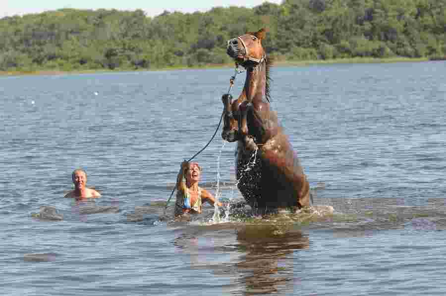 Balade  cheval Landes Cte Atlantique Landaise photo 4