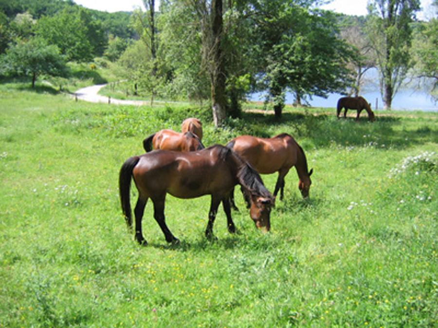 Balade  cheval Tarn PNR du Haut-Languedoc