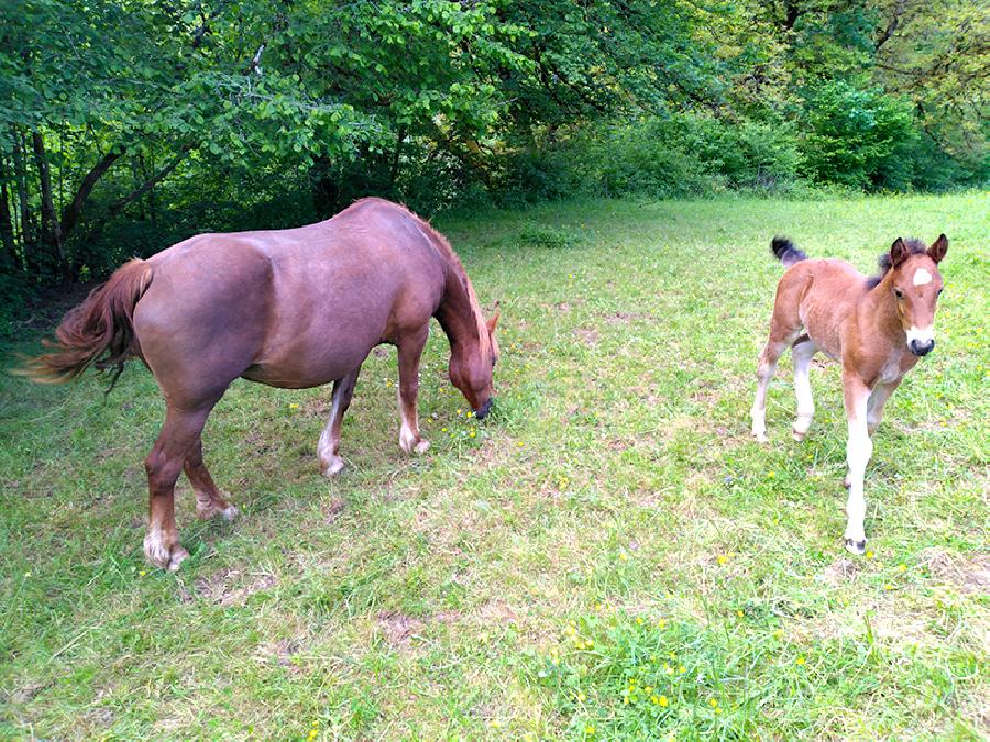 Cheval Franches-Montagnes  vendre Lgna dans le Jura photo 2