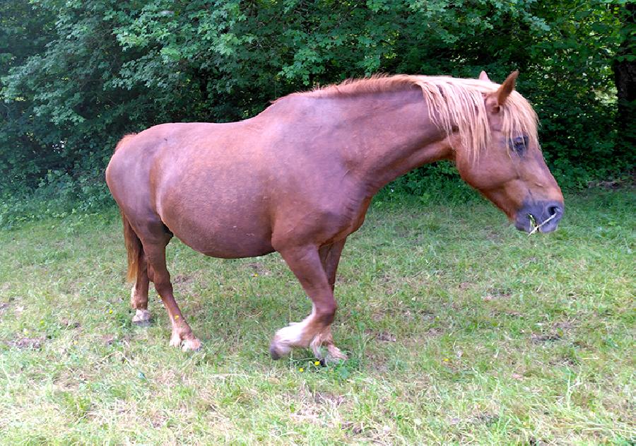 Cheval Franches-Montagnes  vendre Lgna dans le Jura photo 3