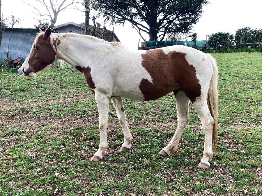 Cheval d' Origine non constat�e � vendre Cambounes dans le Tarn