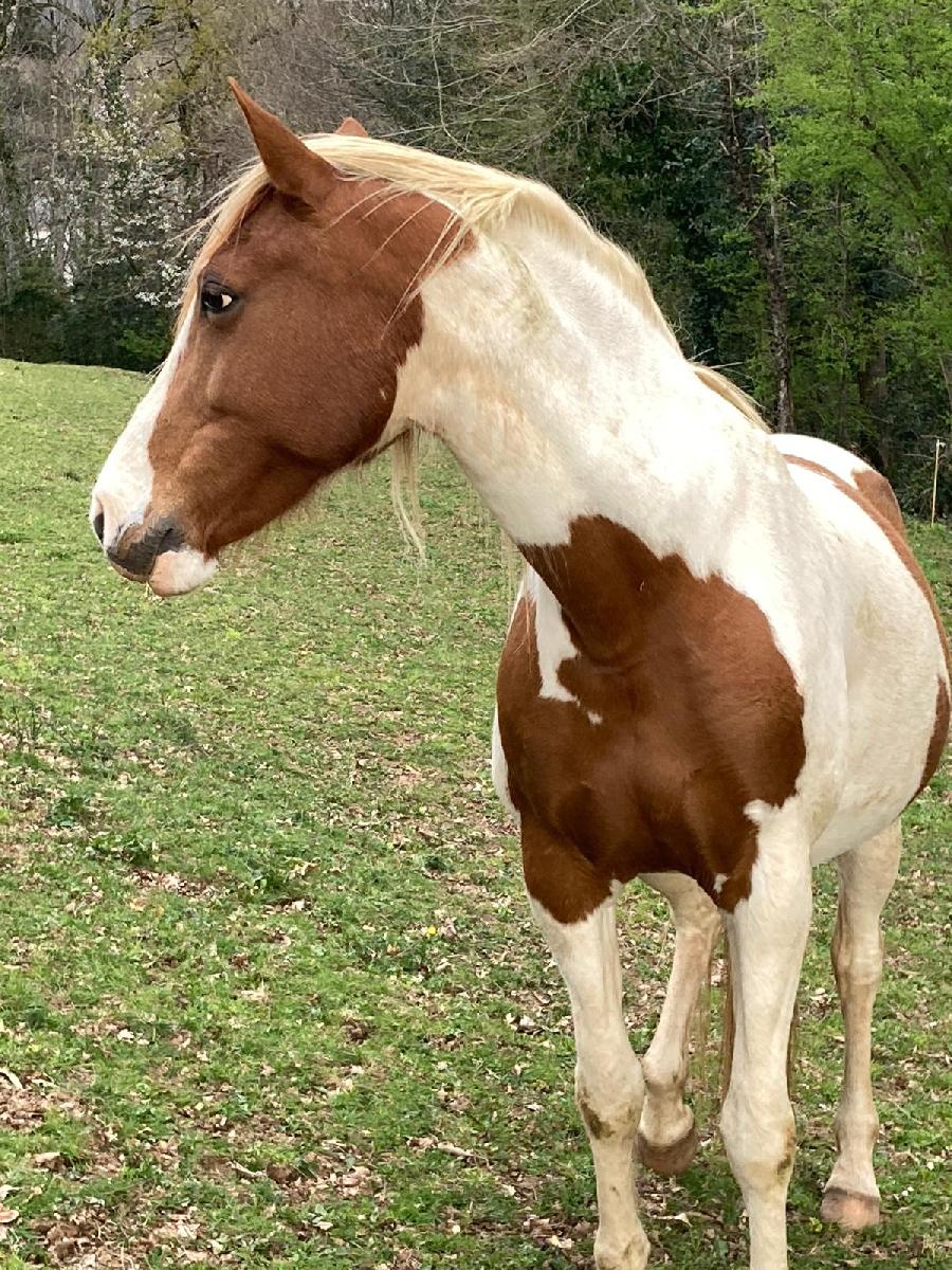 Cheval d' Origine non constat�e � vendre Cambounes dans le Tarn photo 2