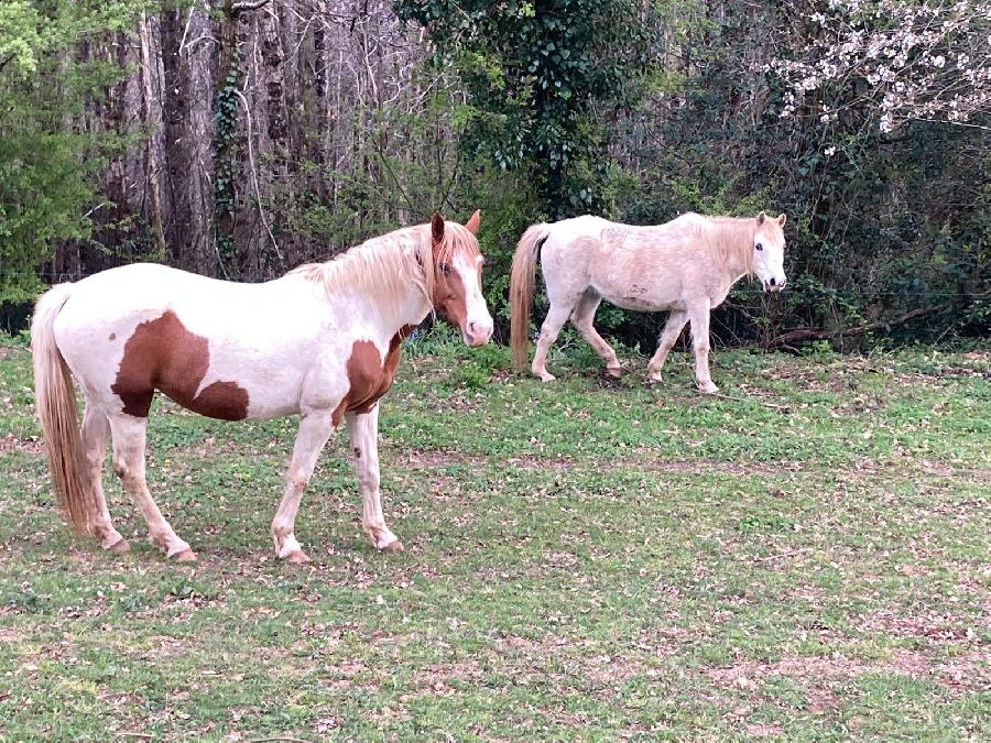 Cheval d' Origine non constat�e � vendre Cambounes dans le Tarn photo 3