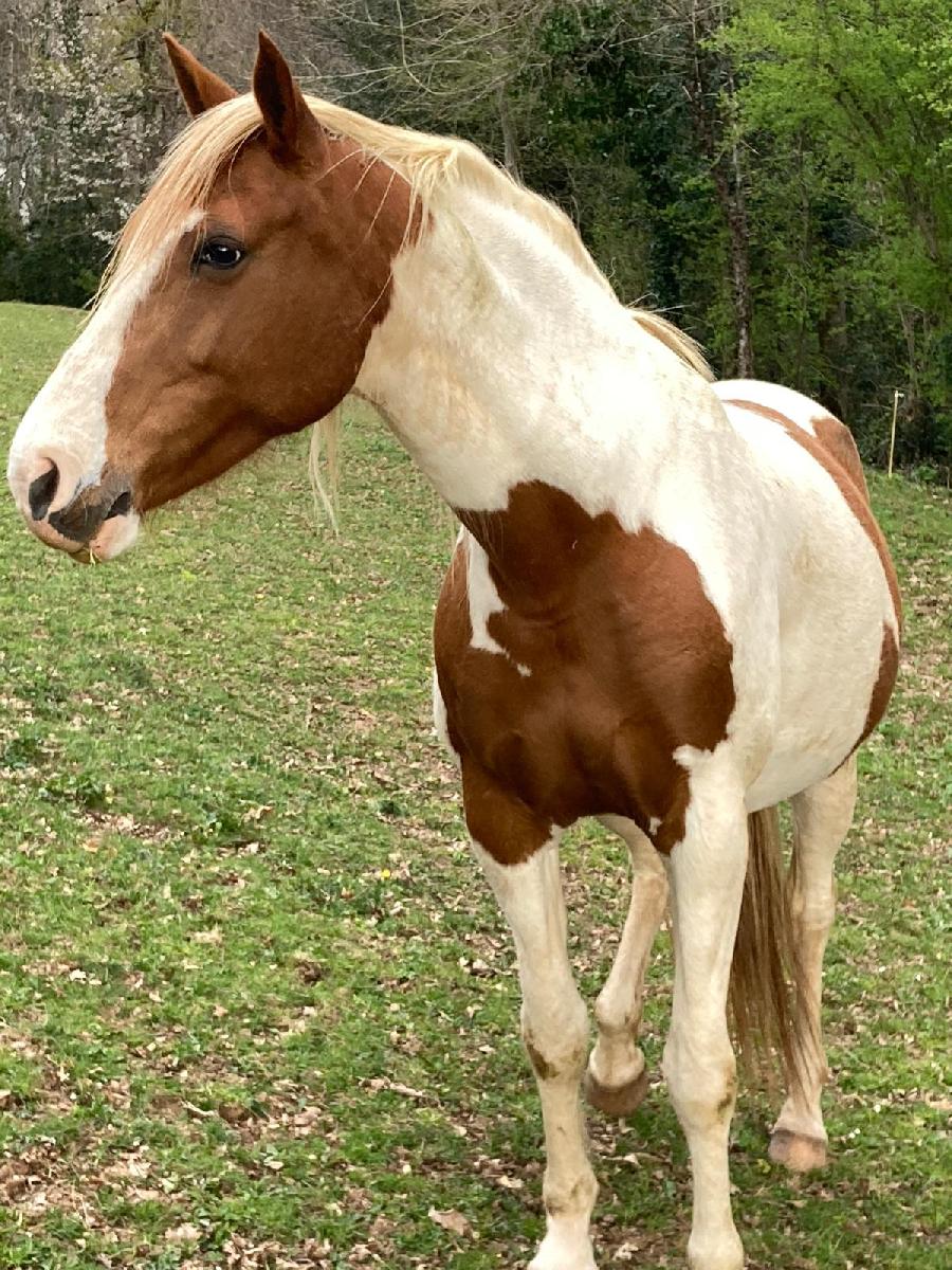 Cheval d' Origine non constat�e � vendre Cambounes dans le Tarn photo 4