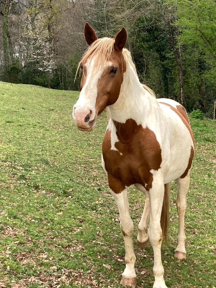 Cheval d' Origine non constat�e � vendre Cambounes dans le Tarn photo 5