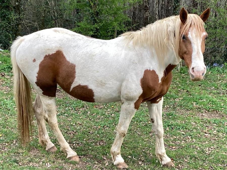 Cheval d' Origine non constat�e � vendre Cambounes dans le Tarn photo 6
