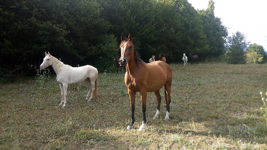 Cheval Anglo-Arabe  vendre Saint-Genest-sur-Roselle en Haute-Vienne