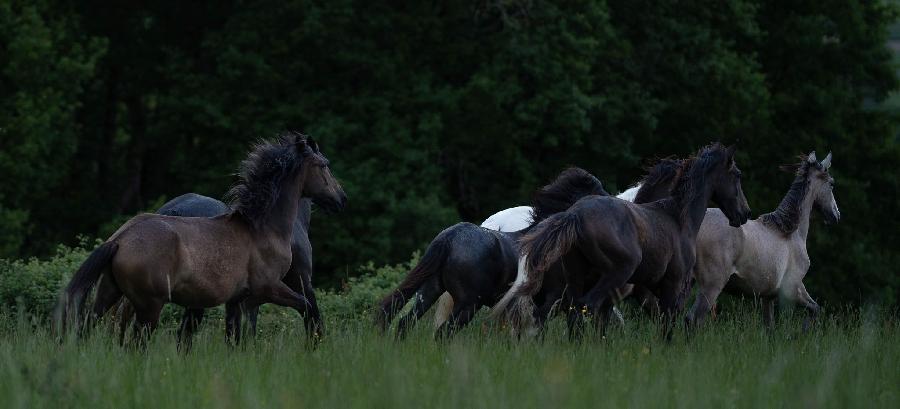 Cheval Barbe  vendre Aspet en Haute-Garonne