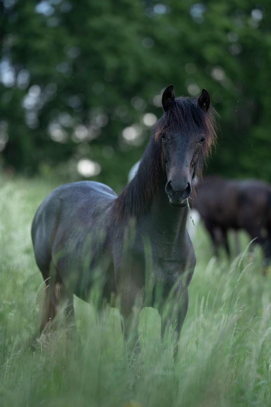 Cheval Barbe  vendre Aspet en Haute-Garonne photo 2