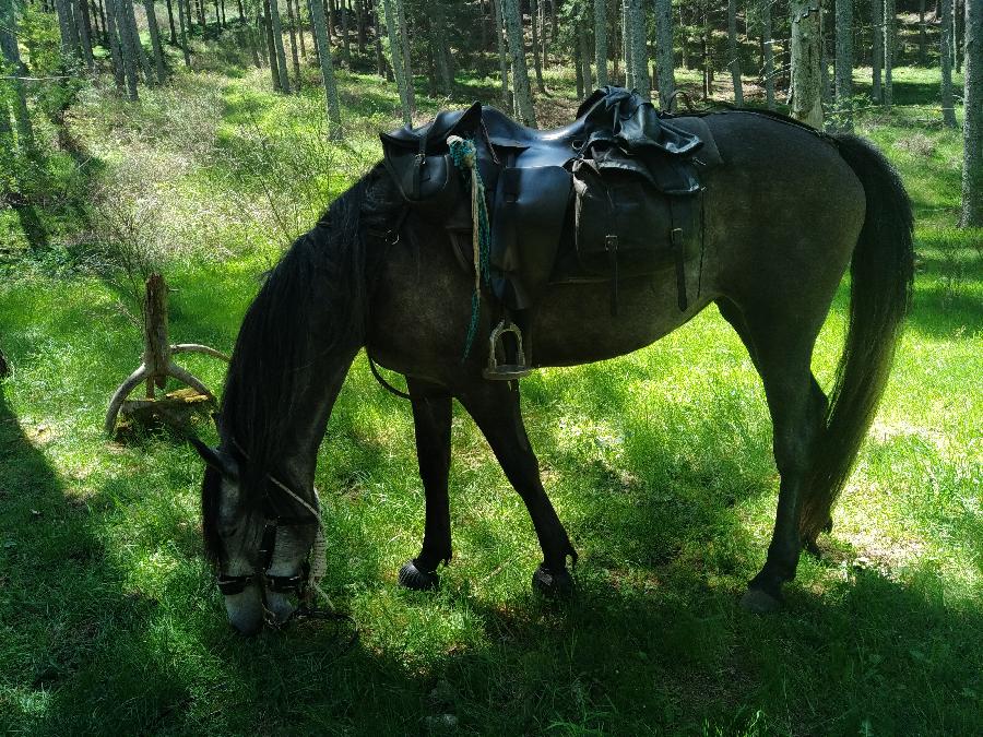 Cheval Barbe  vendre Aspet en Haute-Garonne photo 3