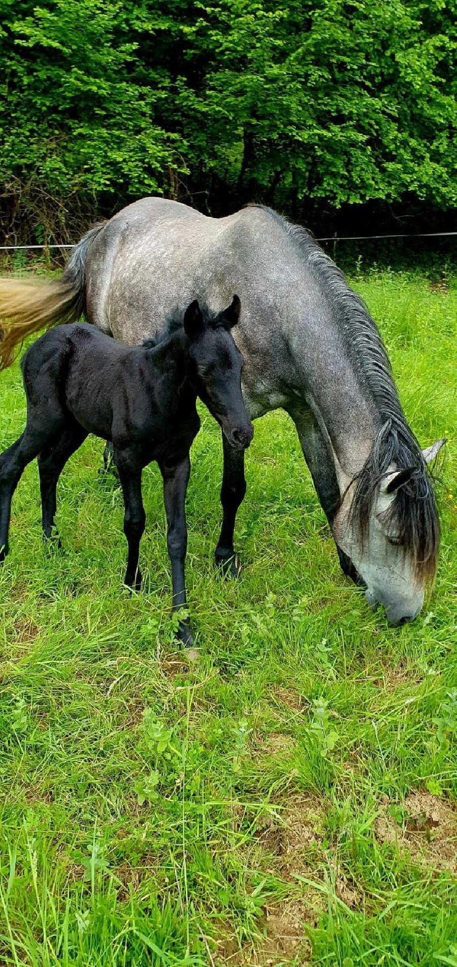 Cheval Barbe  vendre Aspet en Haute-Garonne photo 4