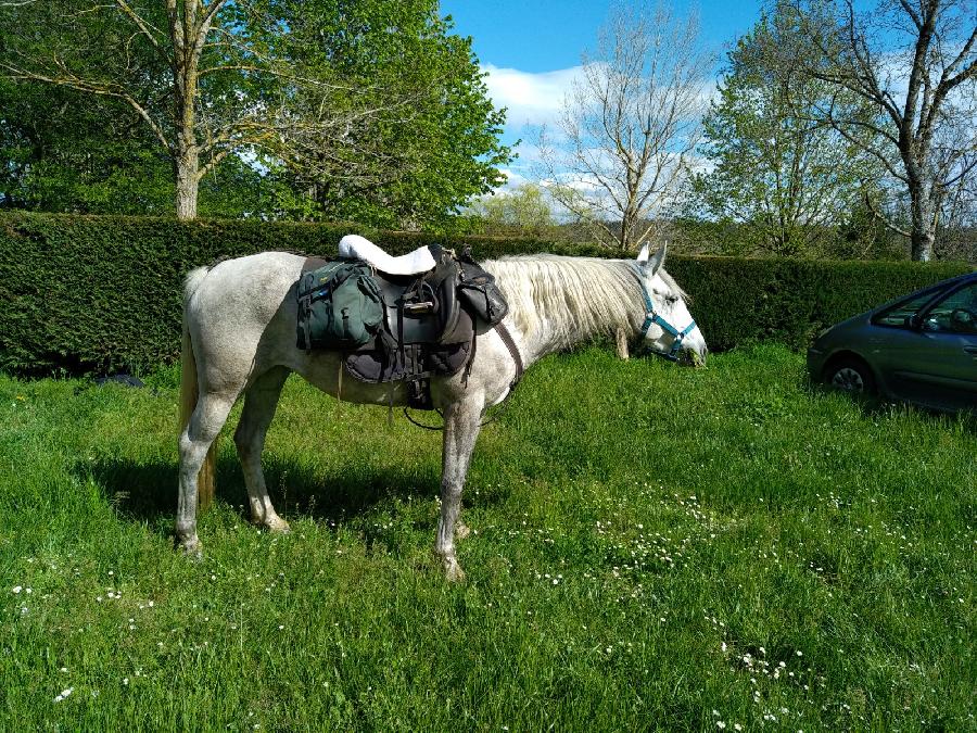 Cheval Barbe  vendre Aspet en Haute-Garonne photo 5