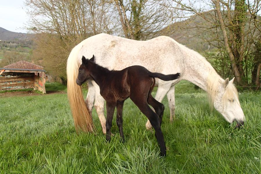 Cheval Barbe  vendre Aspet en Haute-Garonne photo 6