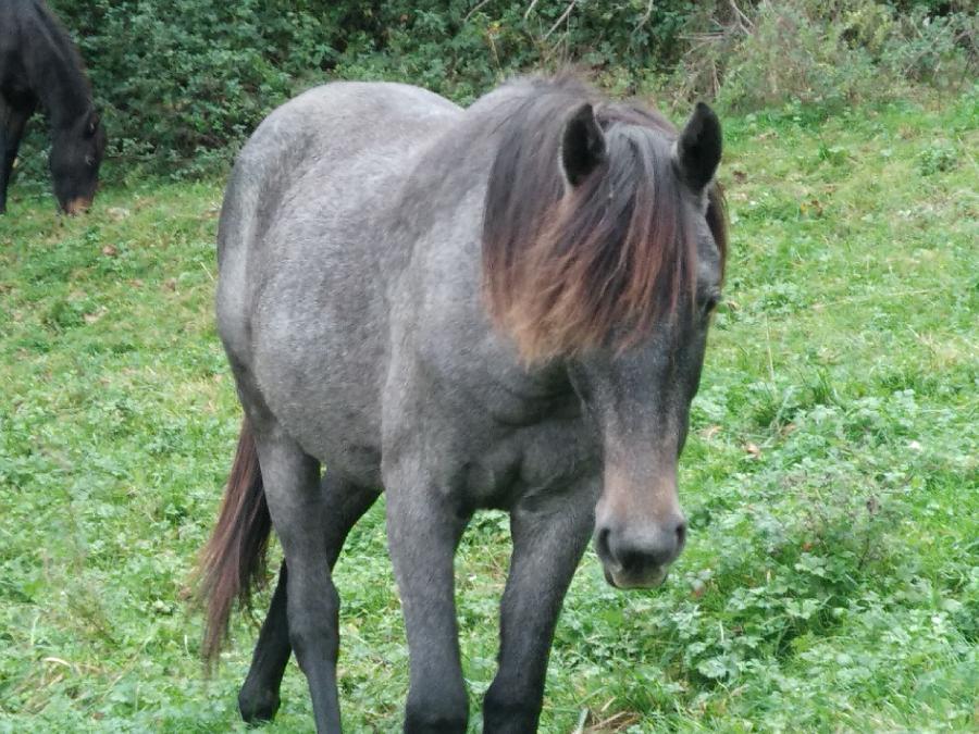 Cheval Barbe � vendre Aspet en Haute-Garonne photo 5