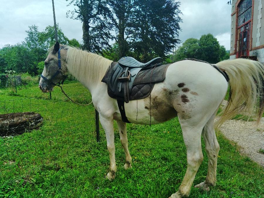 Cheval d' Origine non constate  vendre Aspet en Haute-Garonne