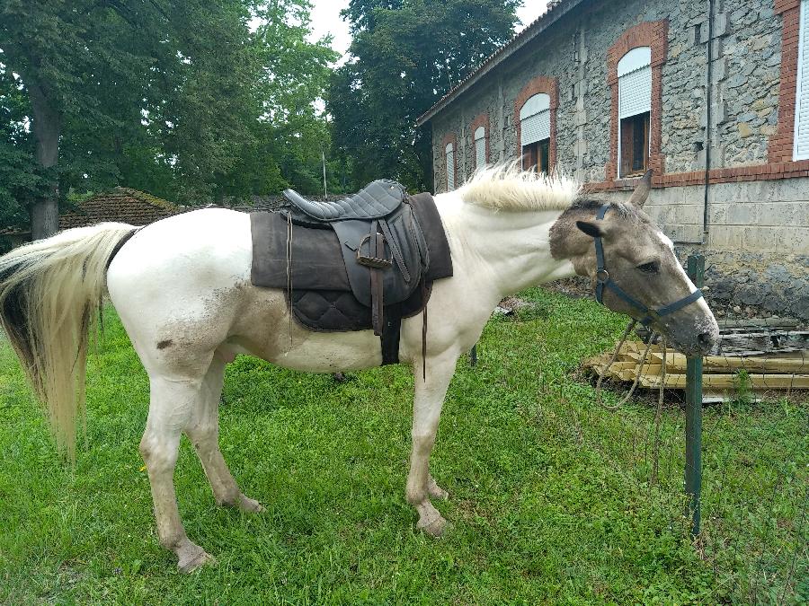 Cheval d' Origine non constate  vendre Aspet en Haute-Garonne photo 2