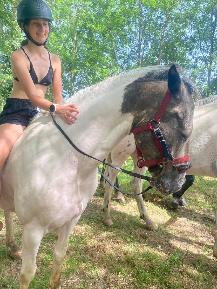 Cheval d' Origine non constate  vendre Aspet en Haute-Garonne photo 4