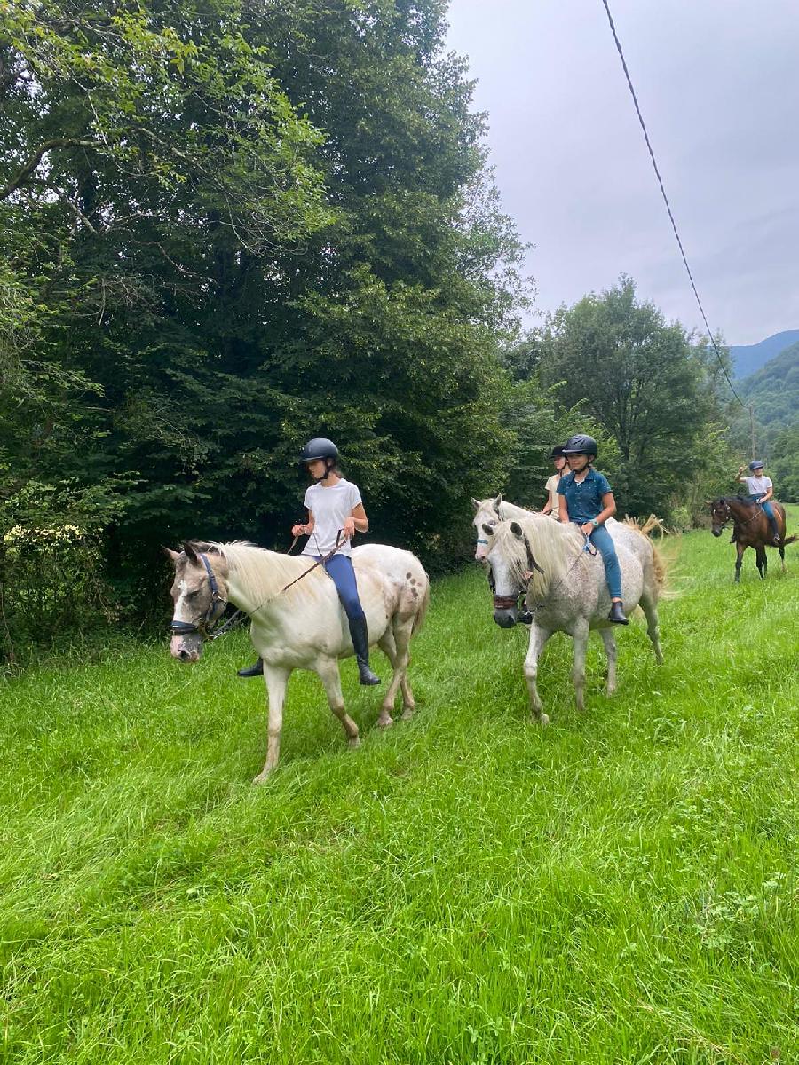 Cheval d' Origine non constate  vendre Aspet en Haute-Garonne photo 5