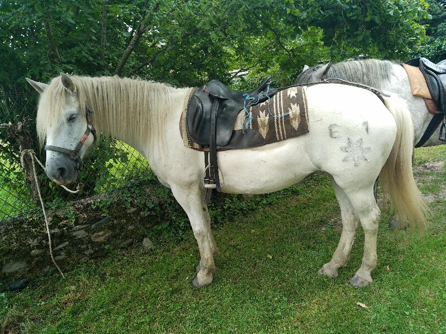 Cheval Camargue  vendre Aspet en Haute-Garonne photo 2