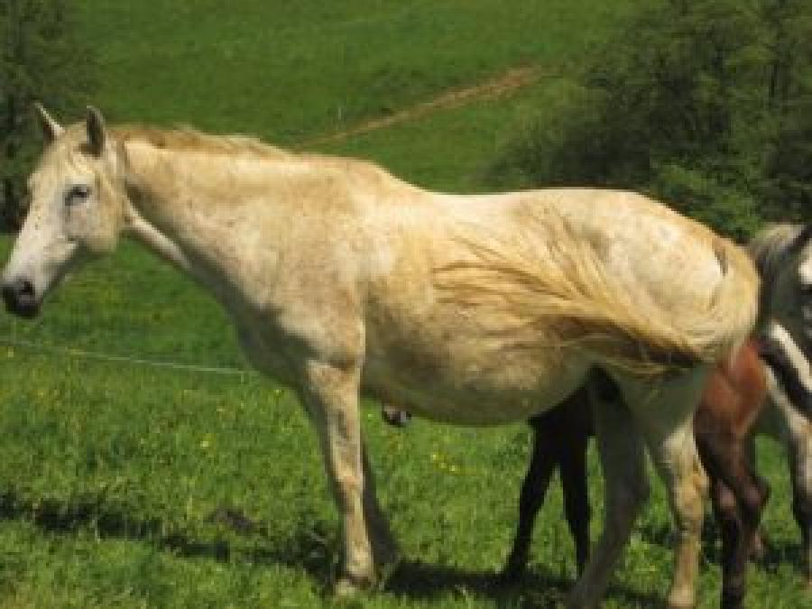 Jument Barbe  vendre  Aspet Haute-Garonne