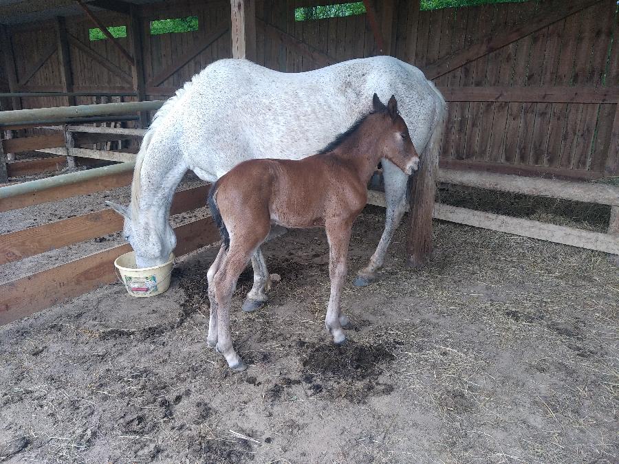 Cheval Barbe  vendre Aspet en Haute-Garonne photo 2