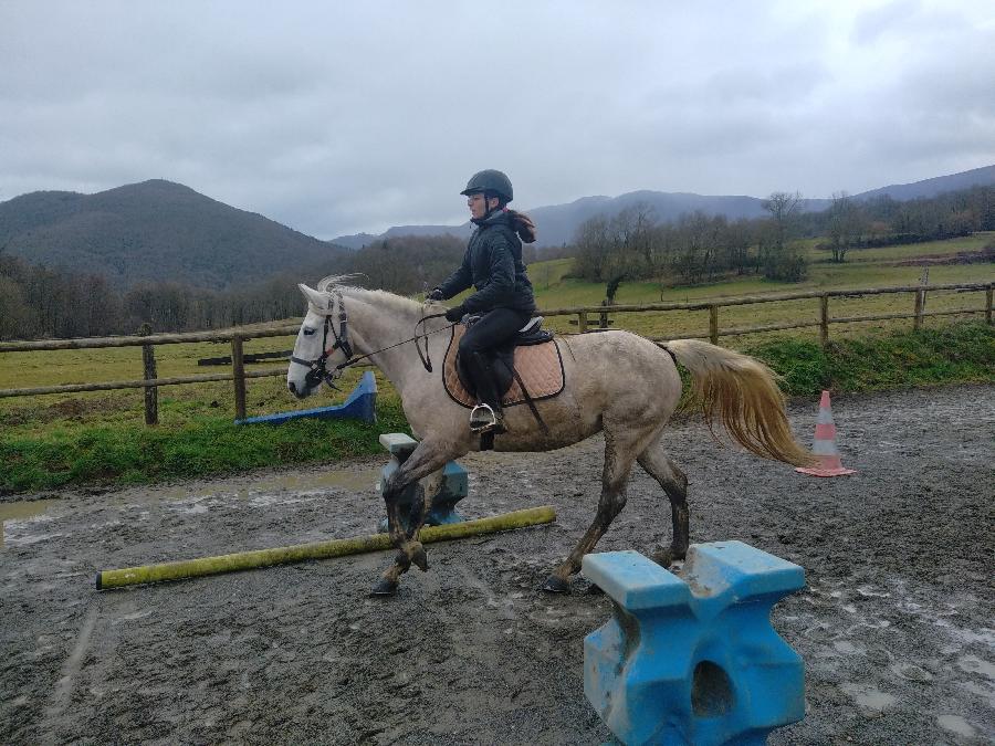 Cheval Barbe  vendre Aspet en Haute-Garonne photo 3