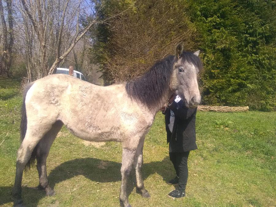 Cheval Barbe  vendre Aspet en Haute-Garonne photo 4