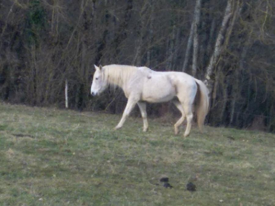 Jument Barbe  vendre  Aspet Haute-Garonne