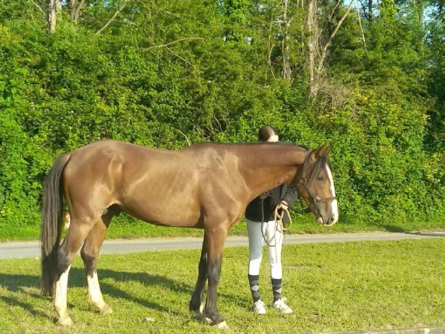 Cheval Barbe  vendre Aspet en Haute-Garonne photo 2