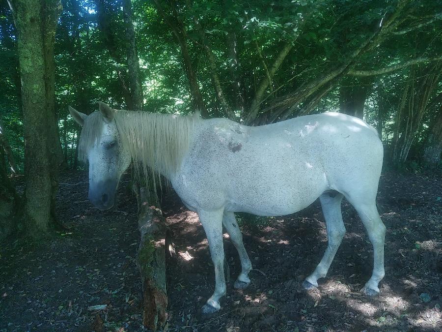 Cheval Barbe  vendre Aspet en Haute-Garonne photo 3