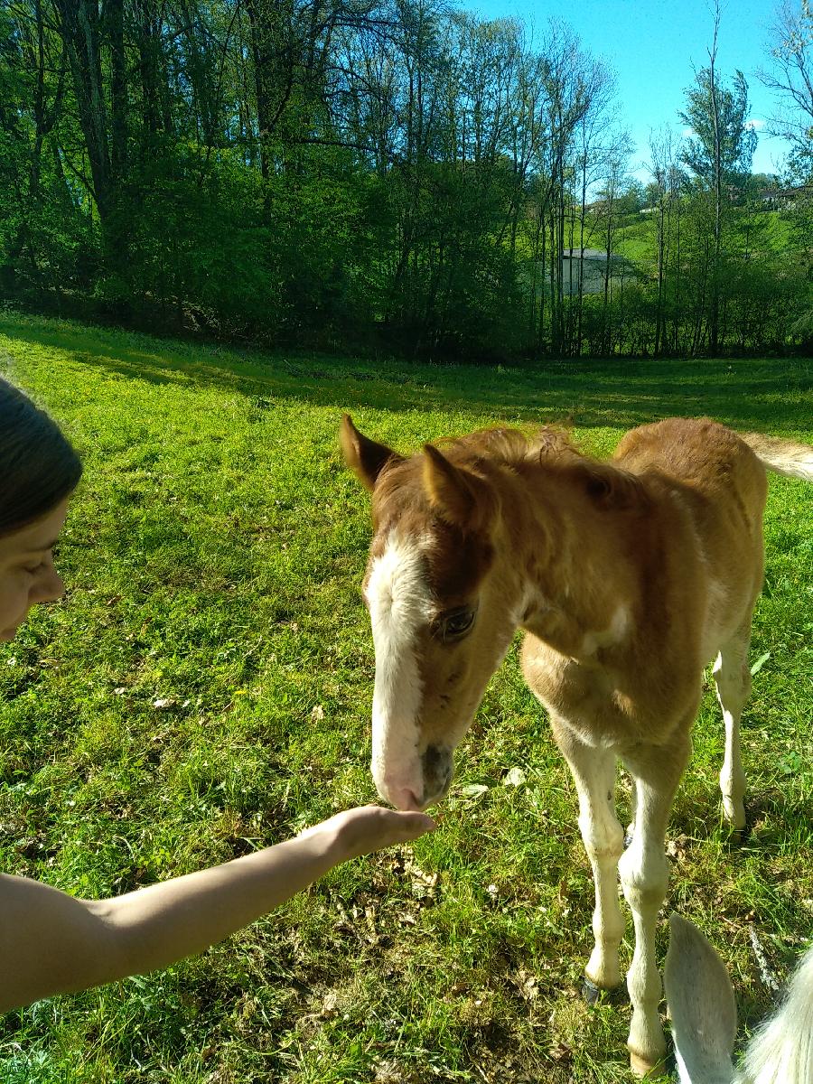 Cheval Barbe � vendre Aspet en Haute-Garonne