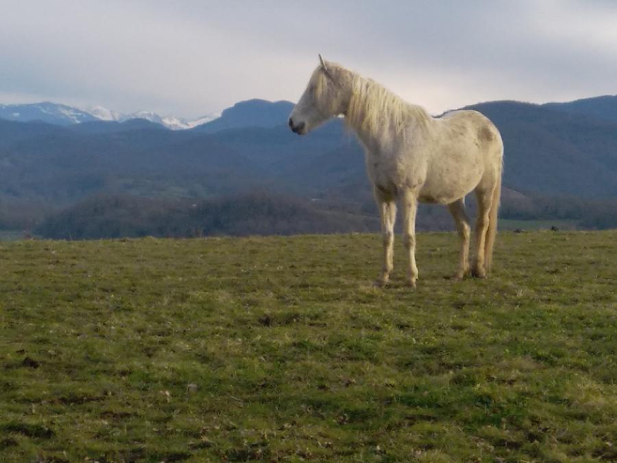 Cheval Barbe � vendre Aspet en Haute-Garonne photo 4