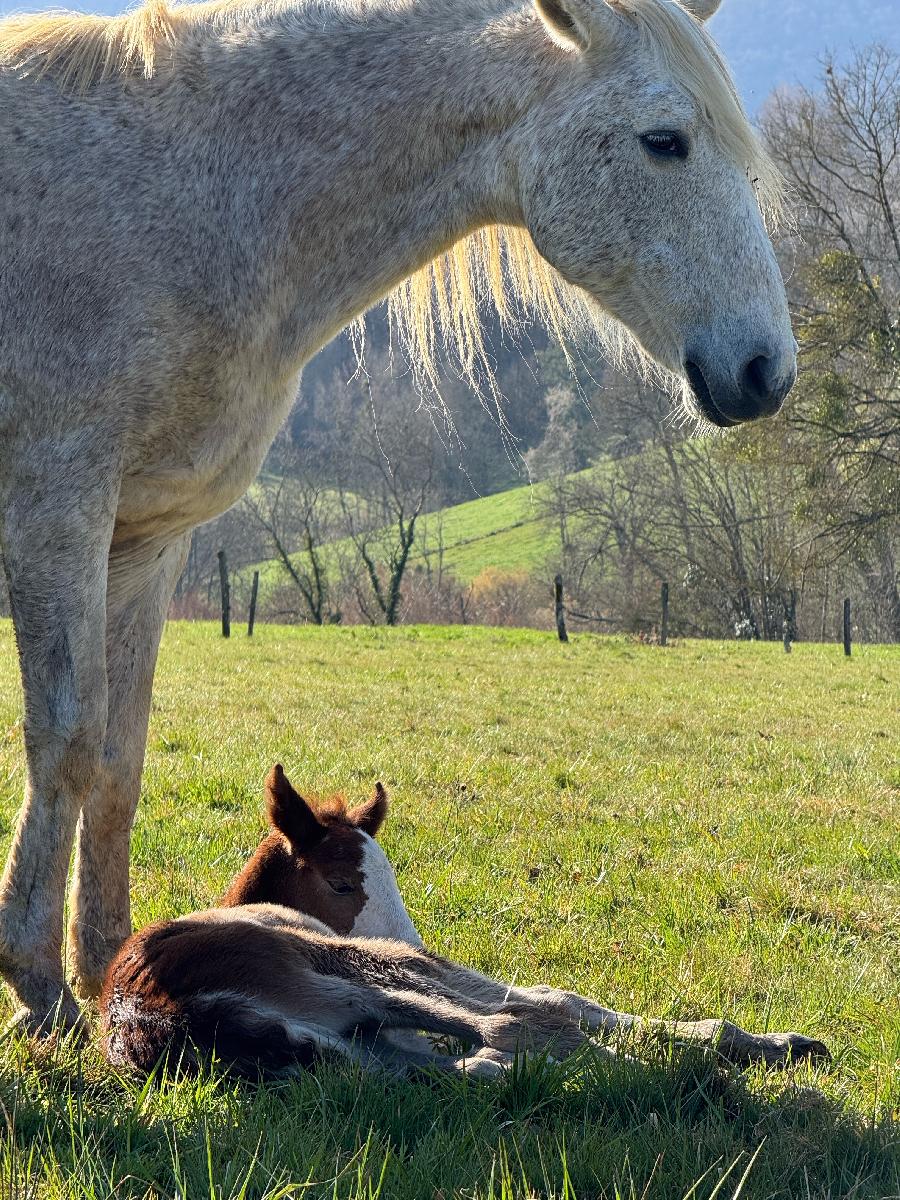 Cheval Barbe � vendre Aspet en Haute-Garonne photo 5