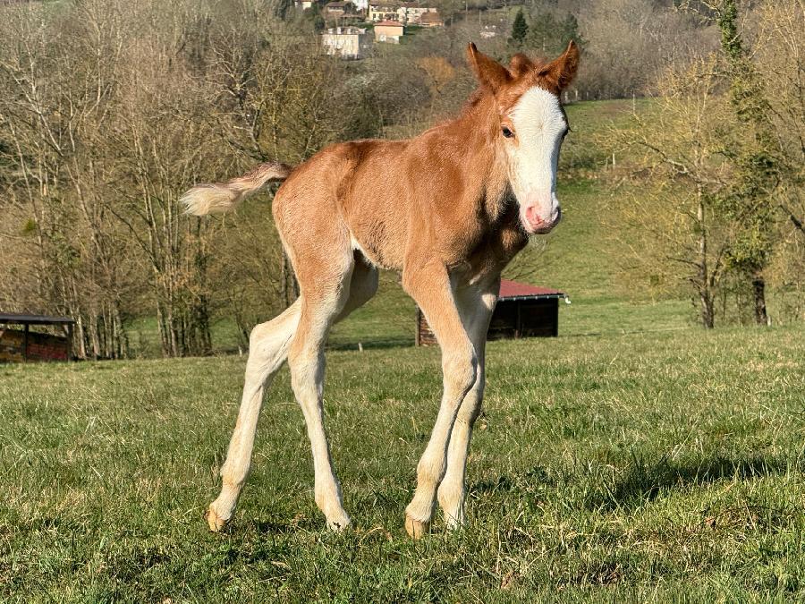 Cheval Barbe � vendre Aspet en Haute-Garonne