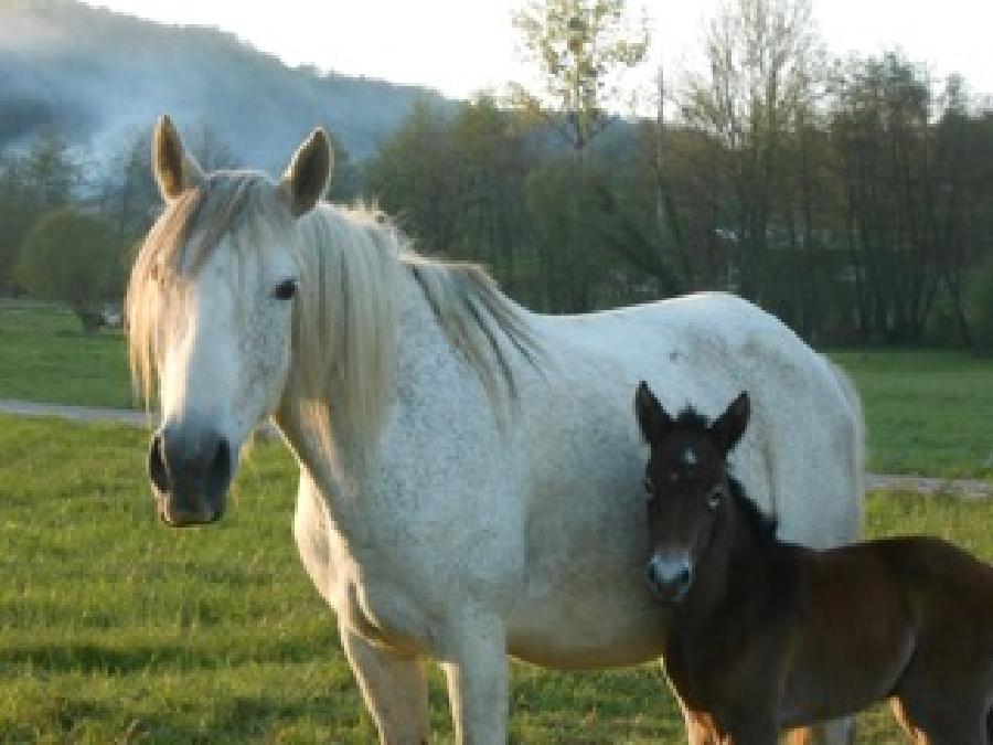 Cheval Barbe � vendre Aspet en Haute-Garonne photo 2