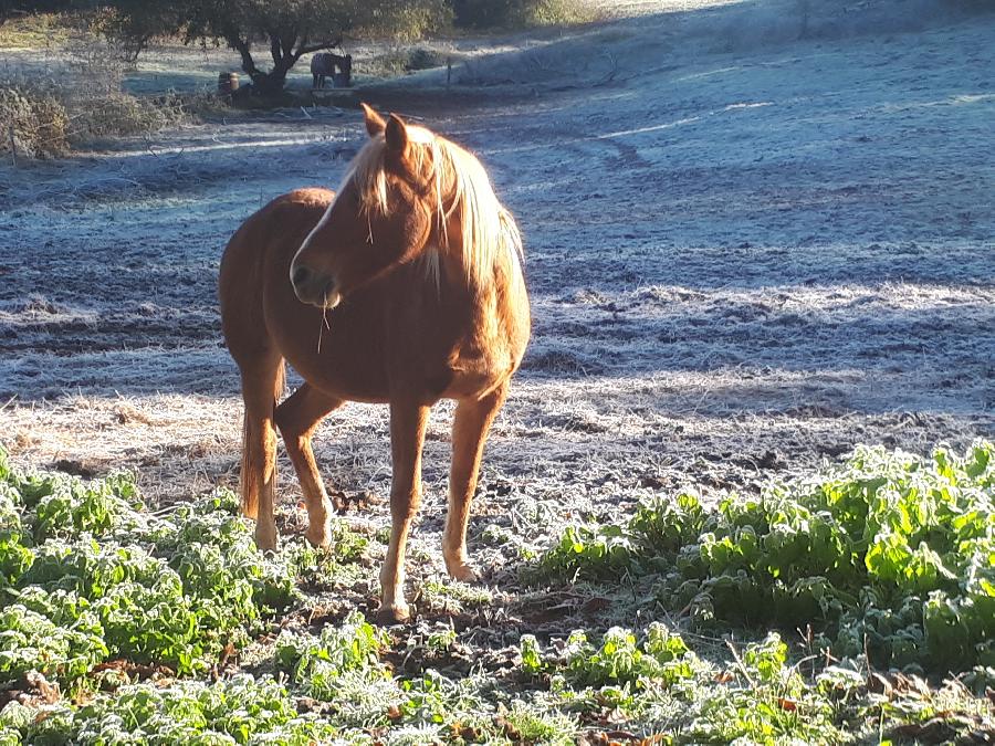 Cheval Arabe  vendre Montclra dans le Lot