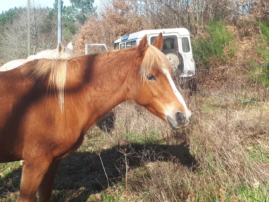 Cheval Arabe  vendre Montclra dans le Lot photo 3